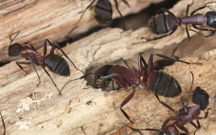 carpenter ants inside the wooden